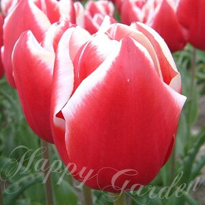   `[bv t@_[}[N 5Zbg g2F炫 d炫y͂ ^zTulip Leen van der Mark HA A Ԓd K[fjO ϊ N 2025BU COMy326z