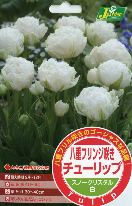 楽天市場 球根 超ゴージャス チューリップ 芍薬咲き 八重咲き フリンジ咲き スノークリスタル 球根3球セット お届け中 Tulip 秋植え球根 中型球根 八重咲き 鉢植え 庭植え 寄せ植え ガーデニング 21bu Com ハッピーガーデン 楽天市場 球根 超ゴージャス チューリップ 芍薬咲き 八重咲き フリンジ咲き スノークリスタル 球根3球セット お届け中 Tulip 秋植え球根 中型球根 八重咲き 鉢植え 庭植え 寄せ植え ガーデニング 21bu Com ハッピーガーデン