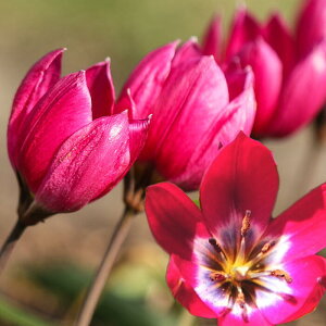 ct AςȂ `[bv ^Cj[eB 5y͂ [ւł͂zTulip A Ԃ̋ K[fjO K[f  񂹐A A Ԓd@nbs[K[fy