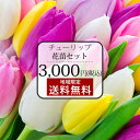 ＼10％OFF／花苗 芽出し球根 苗 チューリップ 品種5品種以上 おまかせ 12鉢 セット 1球植え原種チューリップは1鉢2球…