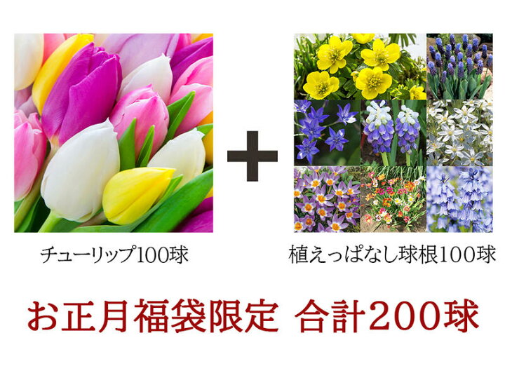 好評にて期間延長 チューリップ 球根 八重咲福袋 30球 4 5品種 見計らい名称付 Globescoffers Com