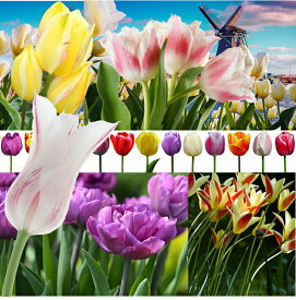 球根 花 バラエティチューリップ セット 6種以上 合計30球 【お届け中〜 地域限定 送料無料 中型球根】チューリップ 球根 秋植え 花の球根 八重咲き 枝咲き ユリ咲き フリンジ咲き 一重咲き 原種 冬植え球根 秋植え球根 2025BU COM(2006)