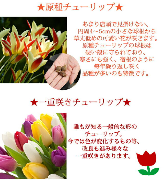 楽天市場 球根増量 冬植え球根 バラエティチューリップ球根 セット 4種 合計25球 増量35球 お届け お届け中 チューリップ 球根 冬植え 花の球根 八重咲き 枝咲き ユリ咲き フリンジ咲き 一重咲き 冬植え球根 原種 Co 21bu ハッピーガーデン