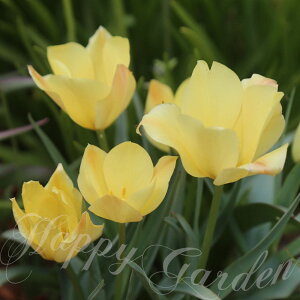 球根 植えっぱなし球根 原種 チューリップ ブライドジム 5球セット 黄花【お届け中 小球根 メール便対応 ポストに投函】秋植え球根 野放し 花の球根 庭植え 秋植え 野放し球根 花壇 ガーデ