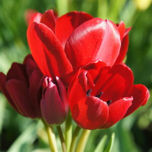   }炫 `[bv@t@CA[Nu 5Zbg  HAy͂ ^zTulip bh A Ԓd A K[fjO ϊy2025BUzyCOMz