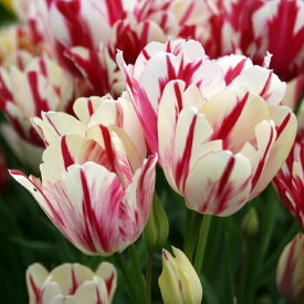 楽天市場 寄せ植え セット 植物の種類チューリップ の通販