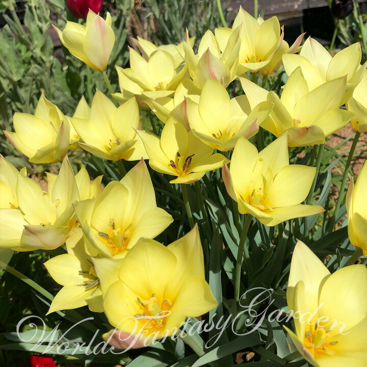 楽天市場 植えっぱなし球根 球根 原種チューリップ ホンキートンキー 球根12球セット お届け中 メール便でお届け全国ドコでも送料無料 Syoulipa Honky Tonk ホンキートンク 秋植え球根 ガーデン ガーデニング 鉢植え 庭植え ハッピーガーデン 楽天市場 植えっぱなし球根 球根 原種チューリップ ホンキートンキー 球根12球セット お届け中 メール便でお届け全国ドコでも送料無料 Syoulipa Honky Tonk ホンキートンク 秋植え球根 ガーデン ガーデニング 鉢植え 庭植え ハッピーガーデン