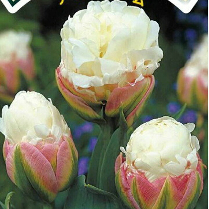 楽天市場 秋植え球根 アイスクリーム チューリップ 3球 セット お届け中 中型球根 Tulip Ice Cream 秋植え 球根 花球根 鉢植え 庭植え 寄せ植え 花壇 球根 21bu Com ハッピーガーデン