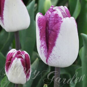   2F炫 d炫 `[bv _ 4Zbg  HAys\9{`͂ ^zTulip ShiunA Ԓd A K[fjO ϊ 2025BU COMy9210z