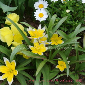 楽天市場 植えっぱなし 球根 花の通販