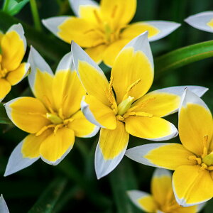 AςȂ H ~ `[bv ^_  Iׂ鋌 5`20Zbgy͂ [֑Ή zTulip tarda Ny߂AςȂ`[bv HA y2025BU