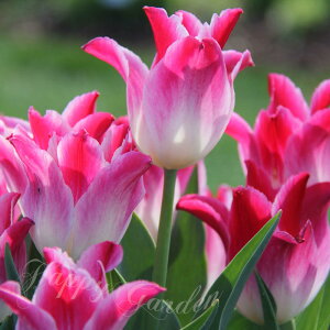   炫 `[bv EBXpOh[ 3Zbg /2F炫 HAy͂ ^zTulip zCg sN A Ԓd A K[fjO ϊy2025BUzyCOM