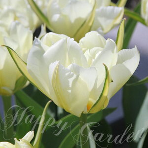   d炫`[bv zCg@[ 3Zbgy͂ ^zTulip White Valley  d HA Ԓd A A K[fjO ϊ N Ԃ̋ nbs[