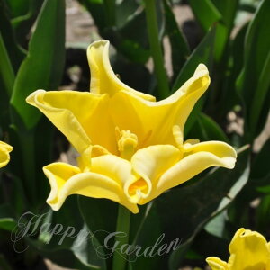   NE炫 炫 `[bv LO XNE 4Zbg  HAy͂ ^zTulip zCg bh A Ԓd A K[fjO ϊy2025BUzyCOM