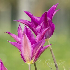   炫 `[bv ̎ 5Zbg  HAy͂ ^zTulip p[v Perple A Ԓd A K[fjO ϊy2025BUzyCOMz