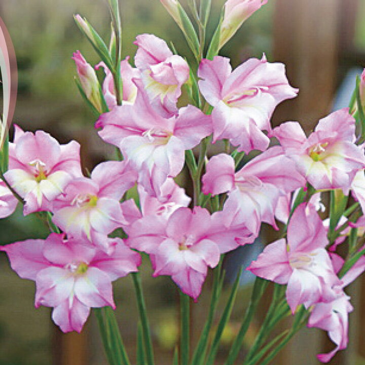 楽天市場 球根 春咲き グラジオラス チューベルゲニー チャーミングヘンリー 球根3球セット お届け中 メール便 小球根 Gladiuolus ガーデニング 秋植え球根 寄せ植え 庭植え 花壇 桃花 秋植え球根 白赤花 春開花 花壇 ガーデン 庭植え 球根 22bu ハッピーガーデン