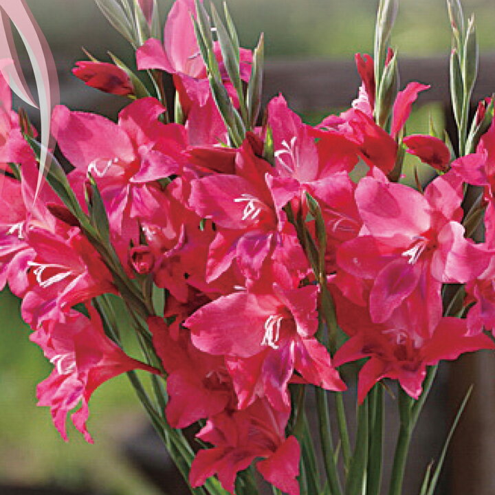 楽天市場 球根 春咲きグラジオラス ボルケーノ 球根3球セット お届け中 中型球根 Gladiuolus 球根 花の球根 秋植え球根 ローズレッド花 春開花 秋植え 花壇 ガーデン ガーデング 庭植え 花 22bu ハッピーガーデン