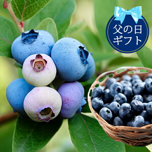 父の日 鉢植え 苗の人気商品 通販 価格比較 価格 Com