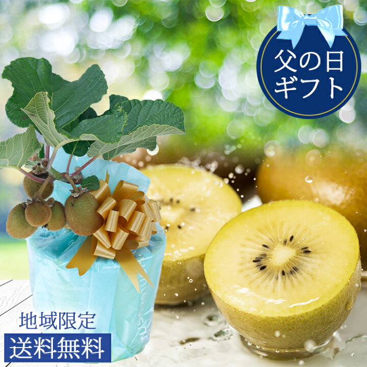 楽天市場 父の日 プレゼント 果樹 鉢植え 実のなる木 実付きゴールドキウイ フルーツ 木 5号 1鉢 先行予約 父の日期間6月14日 19日お届け 地域限定送料無料 果物 誕生日 プレゼント 父 祖父 お祝い 贈り物 果樹苗 縁起物 記念樹 22fd ハッピーガーデン