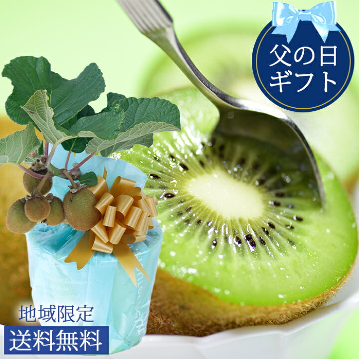 楽天市場 父の日 プレゼント 果樹 鉢植え 収穫を楽しめる 実付き キウイ フルーツ ヘイワード 5号 1鉢 先行予約 父の日期間6月14日 19日お届け 地域限定送料無料 実がなる木 果物 ギフト 果樹苗 鉢植え お中元 残暑 誕生日 プレゼント 女性 母 祖母 父 祖父 かわいい