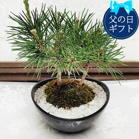 楽天市場 盆栽 松 種類 植物 クロマツ 黒松 の通販