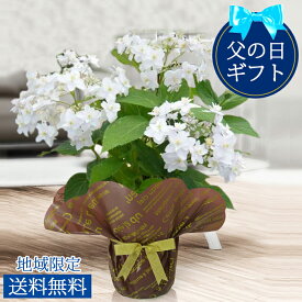楽天市場 父の日 鉢植え ハッピーガーデンの通販 楽天市場 父の日 鉢植え ハッピーガーデンの通販