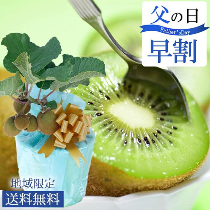 楽天市場 父の日 プレゼント 果樹 鉢植え 収穫を楽しめる 実付き キウイ フルーツ ヘイワード 5号 1鉢 先行予約 父の日期間6月14日 19日お届け 地域限定送料無料 実がなる木 果物 ギフト 果樹苗 鉢植え お中元 残暑 誕生日 プレゼント 女性 母 祖母 父 祖父 かわいい