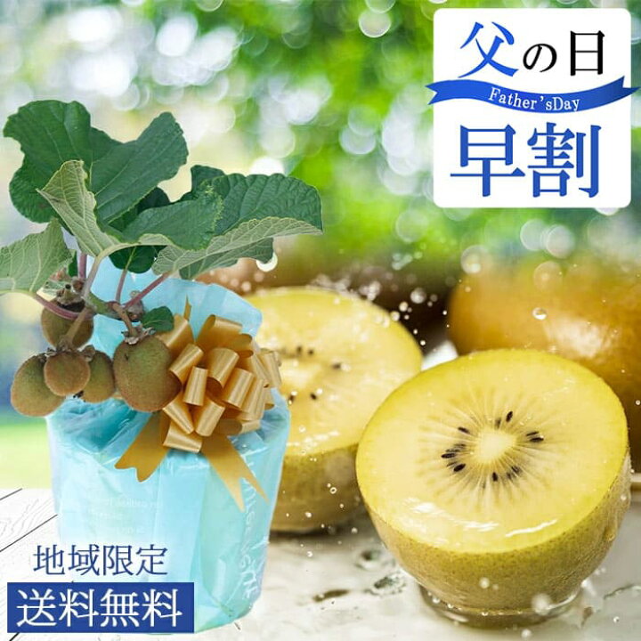 楽天市場 父の日 プレゼント 果樹 鉢植え 実のなる木 実付きゴールドキウイ フルーツ 木 5号 1鉢 先行予約 父の日期間6月14日 19日お届け 地域限定送料無料 果物 誕生日 プレゼント 父 祖父 お祝い 贈り物 果樹苗 縁起物 記念樹 22fd ハッピーガーデン