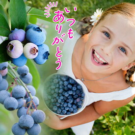 夏 ギフト 果樹 実付き ブルーベリー 2種 2本植え 5号 鉢植え トレリス仕立て ミニバケツ付き【お届け中 地域限定送料無料　無料カード＆ラッピング】植物 果物 苗木 花 父 義父 義母 果樹鉢 記念樹 贈り物 サマーギフト お中元 プレゼント 誕生日 ハッピーガーデン
