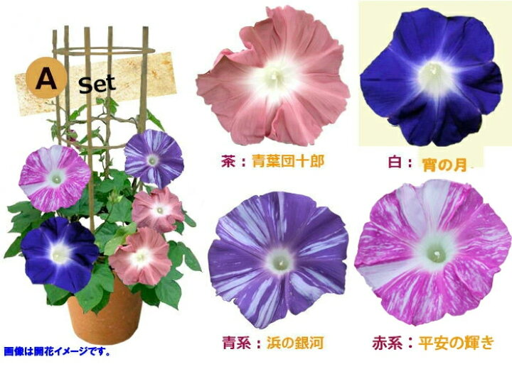 1452円 女性が喜ぶ ギフト 花 鉢植え あさがお 曜白朝顔 4種植え１