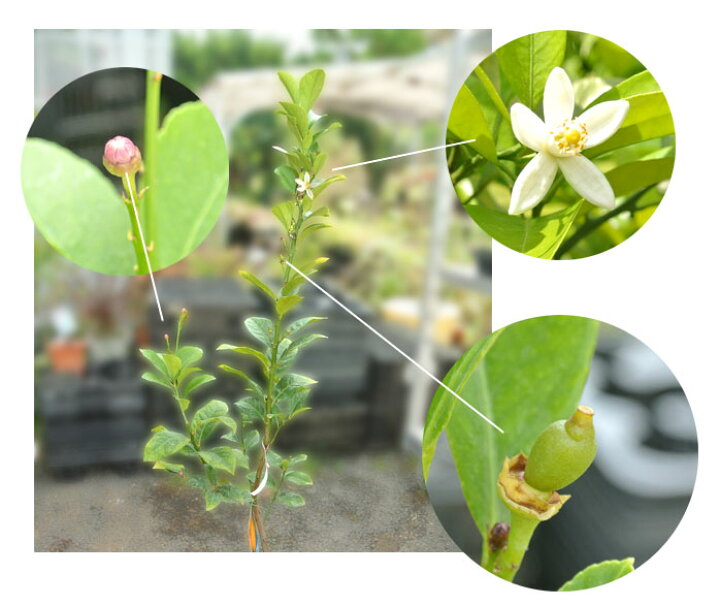最短発送 果樹 鉢植え プレゼント サイパンレモン 苗木 7号 お届け中 地域限定送料無料 Citrus Meyerii Kikuchi Saipan Lemon 檸檬 半耐寒性常緑樹 花 果物 果樹鉢 植物 記念樹 贈り物 檸檬の木 父の日 誕生日プレゼント 誕生日 お祝い 22fd 最高の