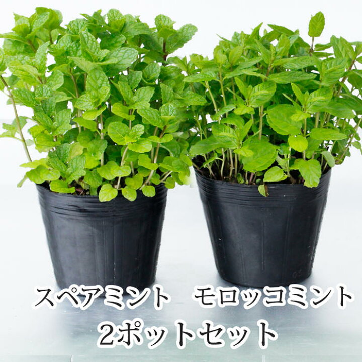 楽天市場 ミントセット スペアミント モロッコミント 各1鉢3 5号 ハーブ ミント シソ ハーブティー モヒート Spearmint Moroccan Mint ハッピーガーデン