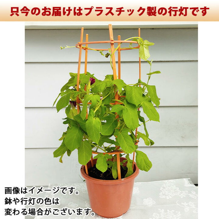 楽天市場 父の日 花 鉢植え 珍しい団十郎入り 4色植え 朝顔 行灯仕立て 6号1鉢 選べる4種 先行予約 父の日期間6月14日 19日お届け 地域限定送料無料 あさがお アサガオ 入谷 朝顔 鉢花 御中元 誕生日 父 緑のカーテン グリーンカーテン 七夕 朝顔市 ギフト 22fd