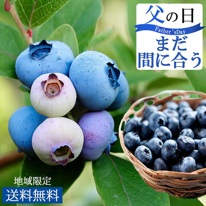 楽天市場 まだ間に合う父の日ギフト ブルーベリー 成木 系7号 鉢植え 実付き 父の日期間6月14日 19日お届け中 地域限定送料無料 お中元 夏のギフト お中元ギフト 贈り物 鉢 誕生日プレゼント 父 祖父 母 祖母 誕生日 御中元 ギフト 果樹鉢 果樹木 果樹 植物 果物