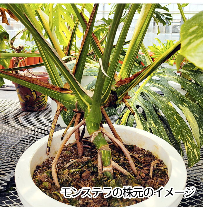 楽天市場】ギフト 花 観葉植物 プレゼント ギフト 珍しい 斑入り  