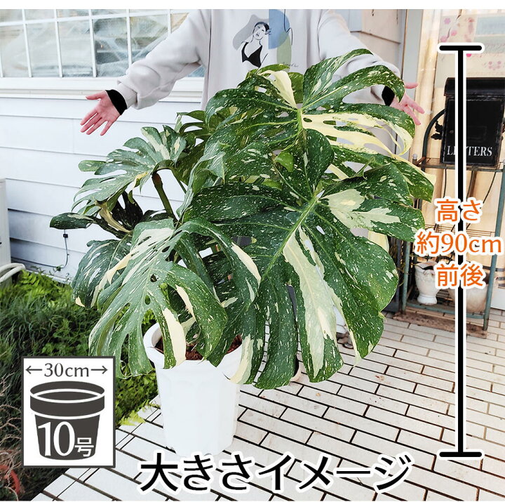 楽天市場 観葉植物 プレゼント 珍しい 斑入り モンステラ 1鉢 10号 お取り寄せ 地域限定送料無料 Monstera 大型 バリエガーター カラーリーフ ギフト 開店祝い 新築祝い 誕生日 お祝い フラワーギフト ハッピーガーデン