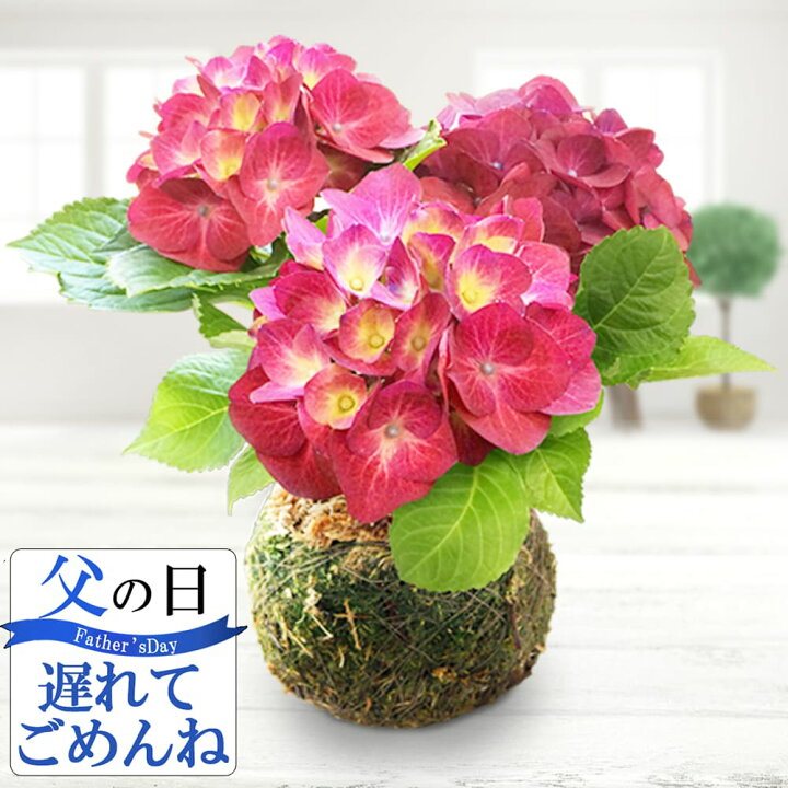 楽天市場 最短発送 遅れてごめんね 父の日 プレゼント 花 鉢植え 苔玉 アンティーク あじさい 1株 受け皿付き お届け中 地域限定送料無料 父の日 アジサイ 鉢植え 花 同梱不可 お花 鉢花 父の日ギフト メッセージカード付 コケダマ こけだま ハッピーガーデン