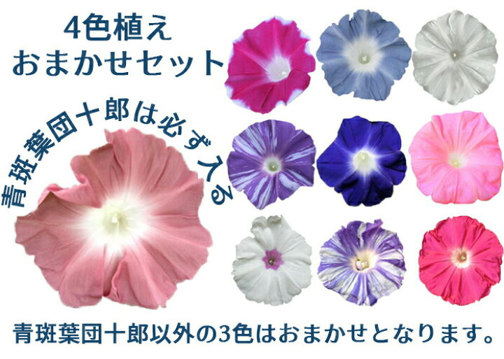 楽天市場 最短発送 お中元 花 鉢植え 珍しい団十郎入り 4色植え 朝顔 行灯仕立て 6号1鉢 選べる4種 お届け中 または お中元お届け 地域限定送料無料 あさがお アサガオ 入谷 朝顔 御中元 誕生日 緑のカーテン グリーンカーテン 七夕 朝顔市22 ハッピーガーデン