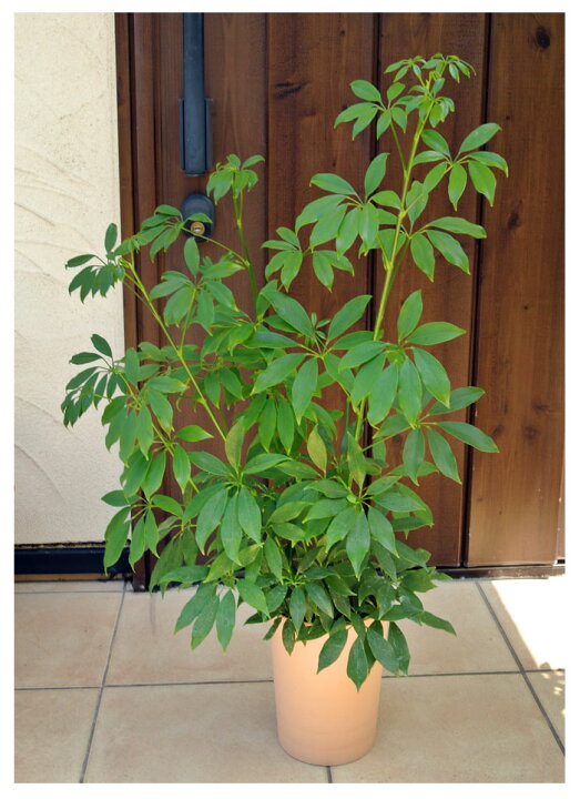 楽天市場 観葉植物 シェフレラ アルボリコラ コンパクタ6号鉢schefflera Arboricola Cv Compacta 送料無料 ハッピーガーデン