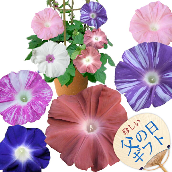 楽天市場 父の日 花 鉢植え 珍しい団十郎入り 4色植え 朝顔 行灯仕立て 6号1鉢 選べる4種 先行予約 父の日期間6月14日 19日お届け 地域限定送料無料 あさがお アサガオ 入谷 朝顔 鉢花 御中元 誕生日 父 緑のカーテン グリーンカーテン 七夕 朝顔市 ギフト 22fd
