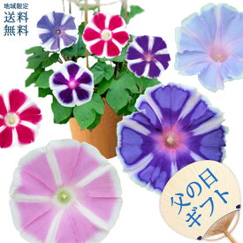 すべての美しい花の画像 エレガント花 植え替え 時間帯