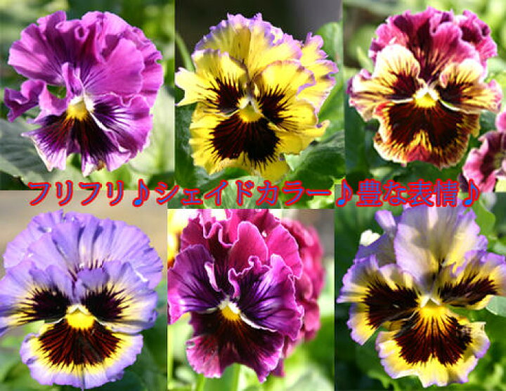 楽天市場 花苗 パンジー フリズル ミックスインプ 2鉢セット お届け中 Pansy イングリッシュガーデン 苗 鉢植え 庭植え ガーデニング 花壇 季節の花苗 ハッピーガーデン 楽天市場 花苗 パンジー フリズル ミックスインプ 2鉢セット お届け中 Pansy イングリッシュガーデン 苗 鉢植え 庭植え ガーデニング 花壇 季節の花苗 ハッピーガーデン