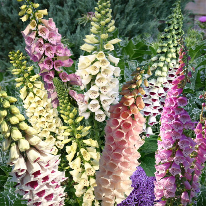 楽天市場 花苗 秋 ジキタリス 15種よりセレクト 1鉢 3 3 5号 お届け中 Digitalis ジギタリス 苗 寄せ植え 花苗 宿根草 耐寒性 2年草 草丈高 イングリッシュガーデン ガーデニング 22aki ハッピーガーデン