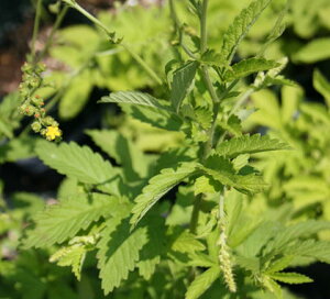_}}2{^ ԕc   1 3`3.5yy͂ ʔN̔zAgrimonia pilosa c J[[t 䒆 CObVK[f c N A A K[fjO Ԓd t ĕc n