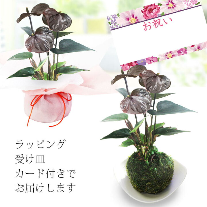 楽天市場 母の日 花ギフト 苔玉 珍しい 花 マイクロ アンスリウム 受け皿付き 3色から選べる1株 お届け中 誕生日 プレゼント 女性 お母さん 義母 祖母 お花 フラワーギフト おしゃれ ギフト コケダマ コケ玉 こけだま アンスリューム アンスリュウム 南国の花 21kr