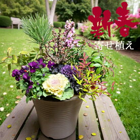 新春 寄せ植え 盆栽仕立て梅の木入り 8号【1/5~発送開始】迎春 謹賀新年 お多福南天 葉牡丹 新春寄せ植え 玄関 花 お年賀 ギフト 贈り物 ナンテン 南天 松 梅 ヤブコウジ 黒松 ビオラ