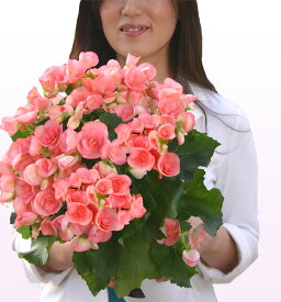 楽天市場 リーガースベゴニア 鉢花 花 観葉植物 花 ガーデン Diyの通販