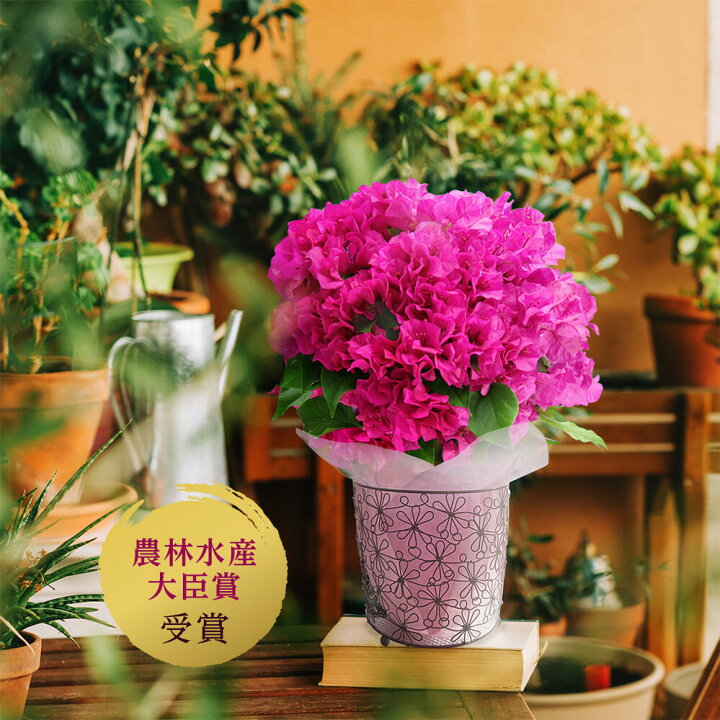 楽天市場 最短発送 花 鉢植え プレゼント 特選aクラス 行灯仕立て ブーゲンビリア 5号 お届け中 地域限定送料無料 籠付き ラッピング クリスタルピンク 2色植え 父の日ギフト 鉢花 お父さん 義父 ブーゲンビレア 花 同梱不可 ギフト ハッピーガーデン