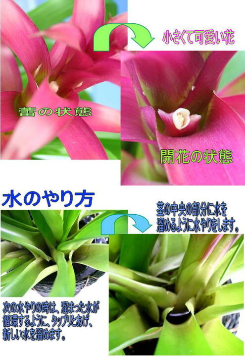 2805円 保障 ギフト 花 プレゼント グズマニア ミックスカラー 3本立ち 7号 お取り寄せ