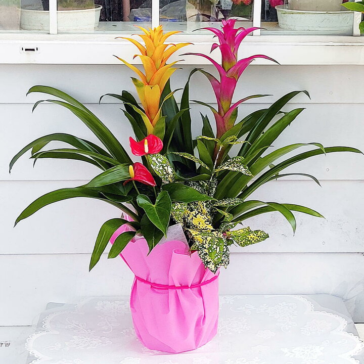 楽天市場 遅れてごめんね 最短発送 母の日 鉢花ギフト 花 プレゼント グズマニア ミックスカラー 寄せ植え 7号 地域限定送料無料 アンスリウム 斑入り葉 フラワーギフト 誕生日 お祝い 贈答 鉢植え 祖母 おばあちゃん 祖父 おじいちゃん 観葉植物 引っ越し祝い 新築 楽天市場 遅れてごめんね 最短発送 母の日 鉢花ギフト 花 プレゼント グズマニア ミックスカラー 寄せ植え 7号 地域限定送料無料 アンスリウム 斑入り葉 フラワーギフト 誕生日 お祝い 贈答 鉢植え 祖母 おばあちゃん 祖父 おじいちゃん 観葉植物 引っ越し祝い 新築